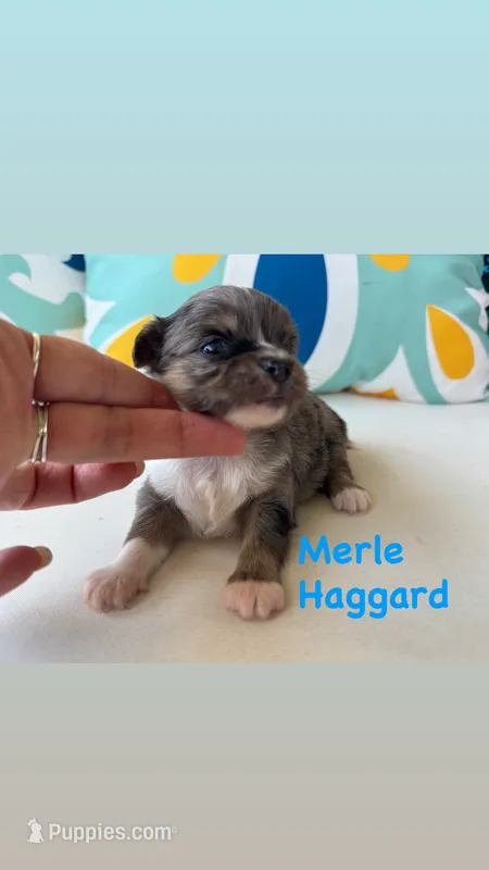 Merle LH – Chihuahua puppy for sale in Canton, GA