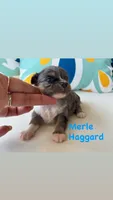 Merle LH, a male Chihuahua for sale in Canton, GA – 1 of 1