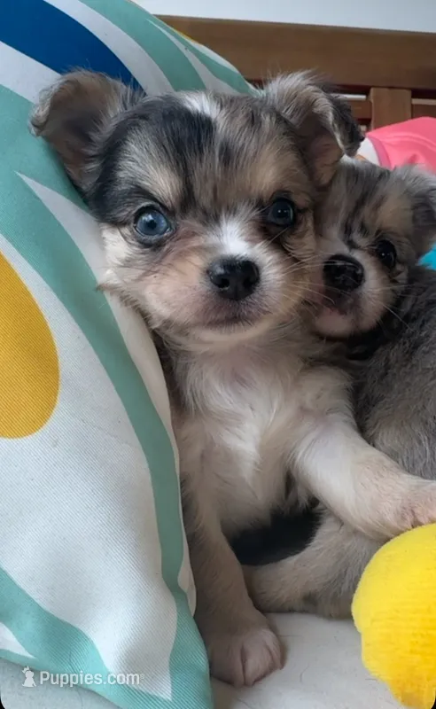 Blue eyes ‘Cash’  – Chihuahua puppy for sale in Canton, GA