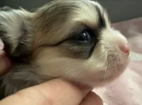 Clyde, a male Chihuahua for sale in Canton, GA – 3 of 8