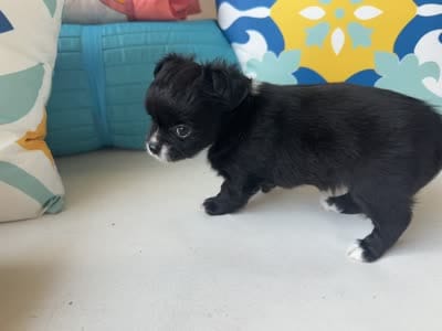 Cookie, a female Chihuahua for sale in Canton, GA – 5 of 5