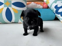 Tea, a female Chihuahua for sale in Canton, GA – 4 of 6