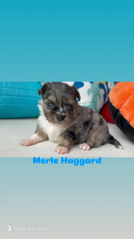 ‘Merle Haggard’ LH – Chihuahua puppy for sale in Canton, GA