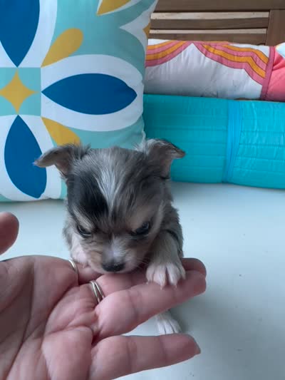 Blue eyes ‘Cash’ , a male Chihuahua for sale in Canton, GA – 4 of 4