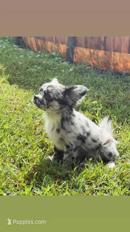 Dotty – Chihuahua puppy for sale in Canton, GA