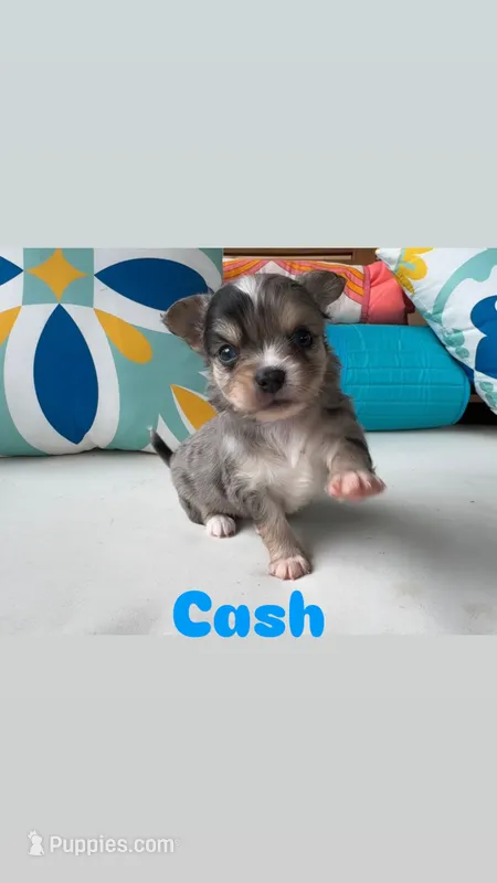 Blue eyes ‘Cash’  – Chihuahua puppy for sale in Canton, GA