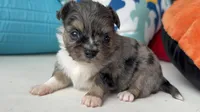 ‘Merle Haggard’ LH, a male Chihuahua for sale in Canton, GA – 3 of 3