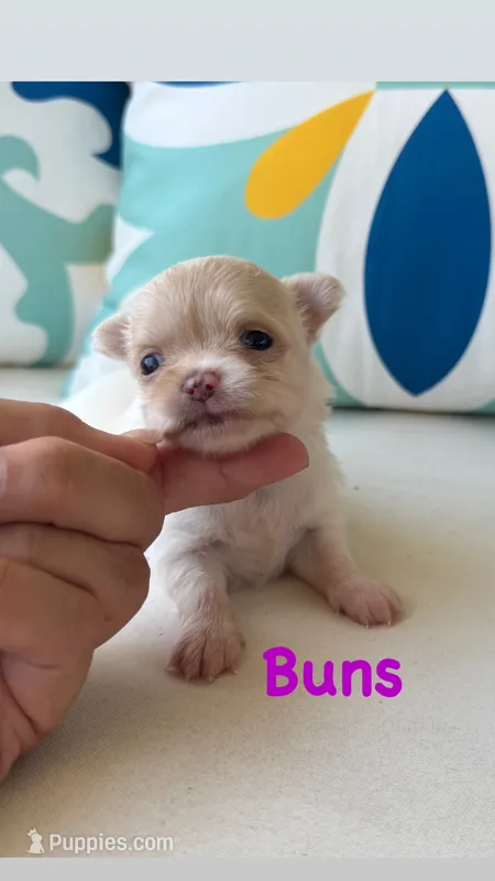 Buns – Chihuahua puppy for sale in Canton, GA