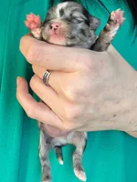 Blaze blue Merle, a male Chihuahua for sale in Canton, GA – Photo 3 of 4