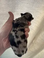 Blaze blue Merle, a male Chihuahua for sale in Canton, GA – Photo 2 of 4