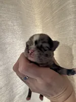 Blaze blue Merle, a male Chihuahua for sale in Canton, GA – Photo 4 of 4