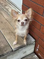 Clyde, a male Chihuahua for sale in Canton, GA – 8 of 8