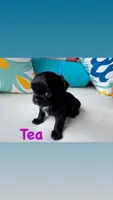 Tea, a female Chihuahua for sale in Canton, GA – 3 of 6
