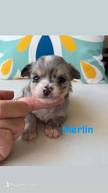 Merlin  – Chihuahua puppy for sale in Canton, GA