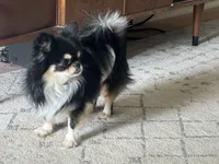 Clyde, a male Chihuahua for sale in Canton, GA – 6 of 8