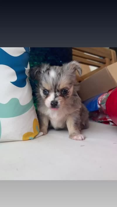Standard size, a male Chihuahua for sale in Canton, GA – 6 of 7