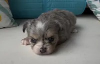 Blue eyes- Merlin , a male Chihuahua for sale in Canton, GA – 2 of 4
