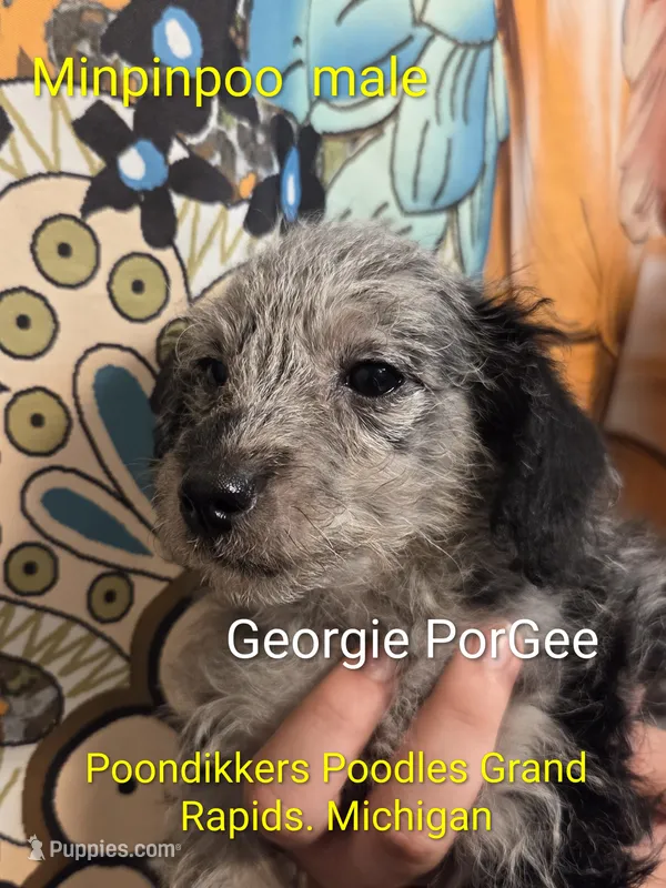GOERGEE PORGEE – Poodle - Toy  puppy for sale in Grand Rapids, MI