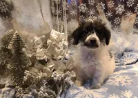 BANDIT, a male Poodle - Toy  for sale in Grand Rapids, MI – Photo 7 of 9