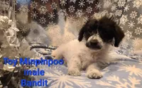 BANDIT, a male Poodle - Toy  for sale in Grand Rapids, MI – Photo 1 of 9