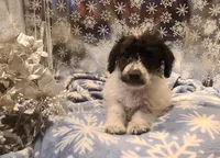 BANDIT, a male Poodle - Toy  for sale in Grand Rapids, MI – Photo 3 of 9