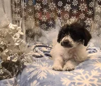 BANDIT, a male Poodle - Toy  for sale in Grand Rapids, MI – Photo 2 of 9