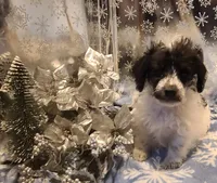 BANDIT, a male Poodle - Toy  for sale in Grand Rapids, MI – Photo 4 of 9