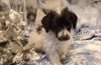 BANDIT, a male Poodle - Toy  for sale in Grand Rapids, MI – Photo 8 of 9