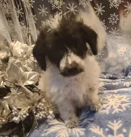 BANDIT, a male Poodle - Toy  for sale in Grand Rapids, MI – Photo 5 of 9