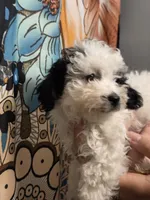 Marvin, a male Poodle - Toy  for sale in Grand Rapids, MI – 6 of 6