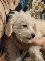 Mrs. Brondyke, a female Poodle - Toy  for sale in Grand Rapids, MI – 3 of 10
