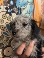 GOERGEE PORGEE, a male Poodle - Toy  for sale in Grand Rapids, MI – 4 of 4