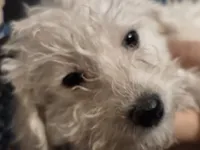 Mrs. Brondyke, a female Poodle - Toy  for sale in Grand Rapids, MI – 9 of 10