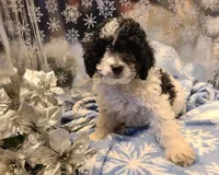 BONEE, a female Poodle - Toy  for sale in Grand Rapids, MI – Photo 5 of 6