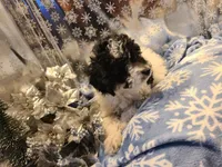 BONEE, a female Poodle - Toy  for sale in Grand Rapids, MI – Photo 2 of 6