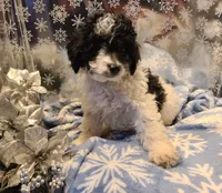 BONEE, a female Poodle - Toy  for sale in Grand Rapids, MI – Photo 3 of 6