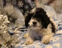 BONEE, a female Poodle - Toy  for sale in Grand Rapids, MI – Photo 6 of 6