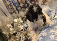 BONEE, a female Poodle - Toy  for sale in Grand Rapids, MI – Photo 1 of 6