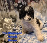 BONEE, a female Poodle - Toy  for sale in Grand Rapids, MI – Photo 4 of 6