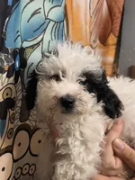 Marvin, a male Poodle - Toy  for sale in Grand Rapids, MI – 5 of 6