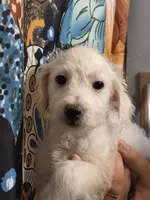 Larry Baxturr , a male Poodle - Toy  for sale in Grand Rapids, MI – 3 of 5