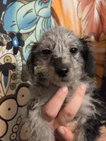 GOERGEE PORGEE, a male Poodle - Toy  for sale in Grand Rapids, MI – 3 of 4