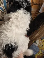 Marvin, a male Poodle - Toy  for sale in Grand Rapids, MI – 2 of 6