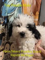 Marvin, a male Poodle - Toy  for sale in Grand Rapids, MI – 3 of 6