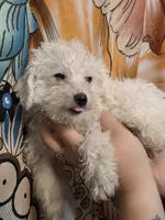 Mrs. Brondyke, a female Poodle - Toy  for sale in Grand Rapids, MI – 5 of 10