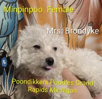 Mrs. Brondyke, a female Poodle - Toy  for sale in Grand Rapids, MI – 7 of 10