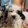 Marvin – Poodle - Toy  puppy for sale in Grand Rapids, MI