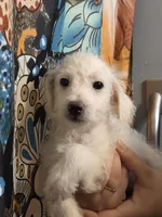 Larry Baxturr , a male Poodle - Toy  for sale in Grand Rapids, MI – 5 of 5