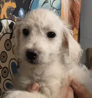 Larry Baxturr , a male Poodle - Toy  for sale in Grand Rapids, MI – 2 of 5