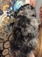 GOERGEE PORGEE, a male Poodle - Toy  for sale in Grand Rapids, MI – 2 of 4